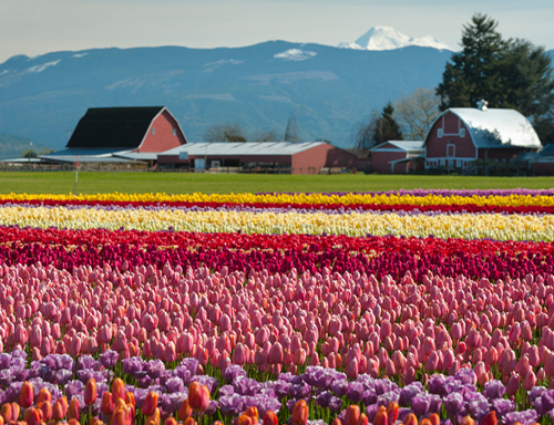 a crowd of people in a field