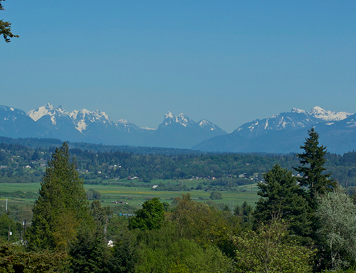 a tree with a mountain in the background